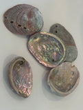 Abalone Shell